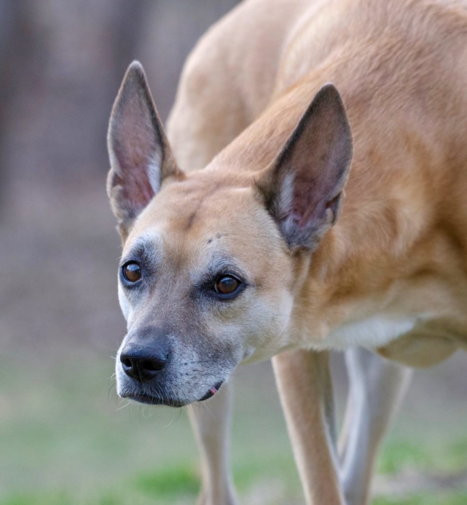 Basenji: The Barkless Dog with a Spirited Personality