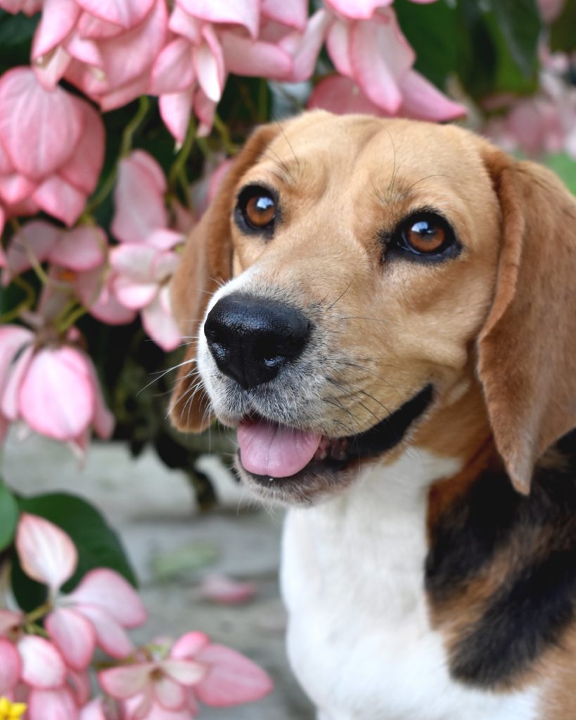 Beagle: The Cheerful Explorer of the Canine World