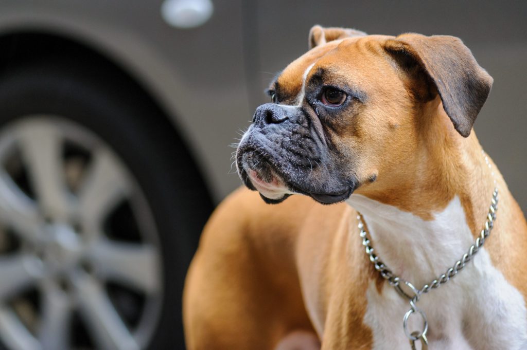 Boxer: The Playful and Protective Family Dog