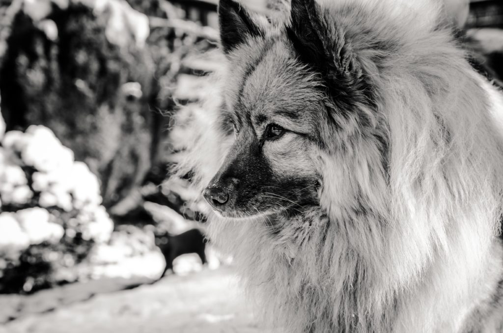 Keeshond: The Fluffy and Friendly Dutch Barge Dog