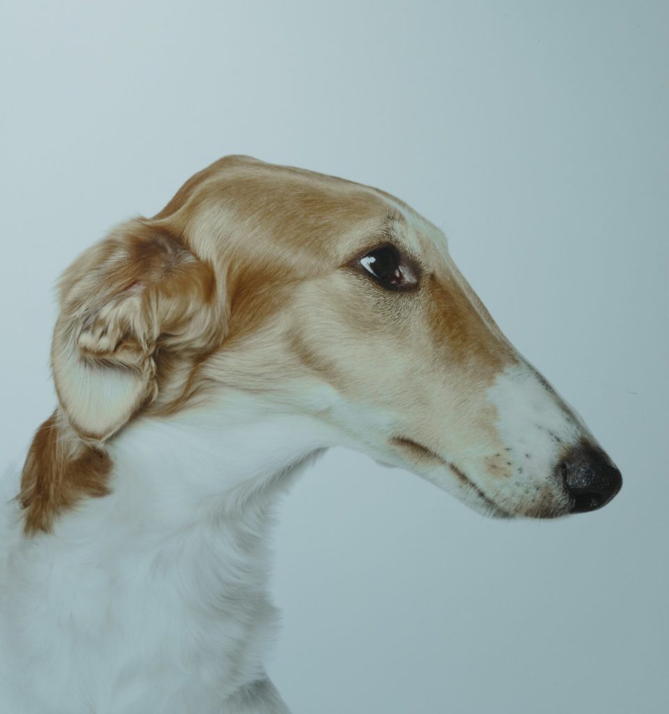 Borzoi: The Russian Wolfhound’s Elegance and Speed