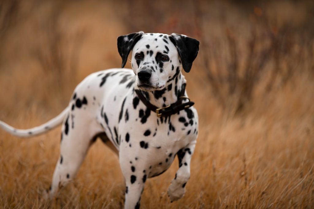 Dalmatian: The Spotted Sensation with a Historic Charm
